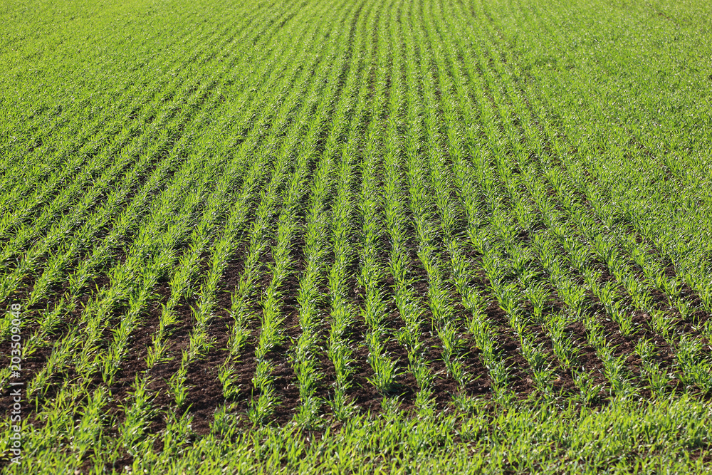 Getreidefeld im Frühling Getreidefeld im Frühling