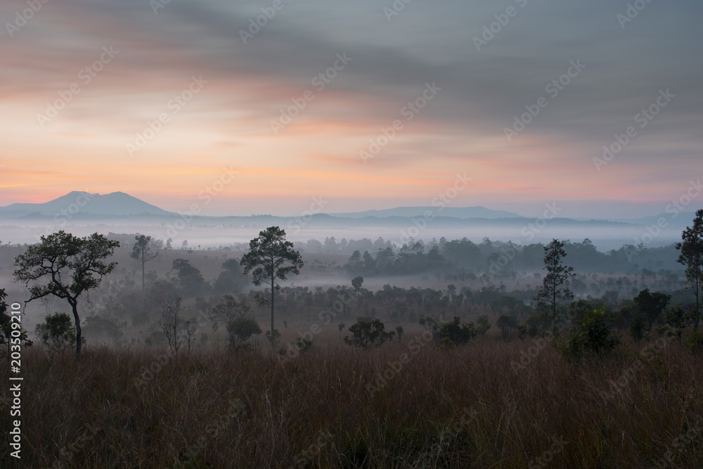 Sunrise landscape tropical forest view. 