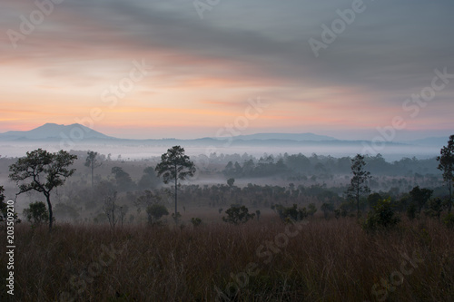 Sunrise landscape tropical forest view. 