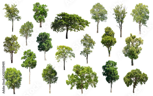Isolated Trees on white background, Collection of trees.