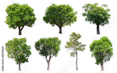 Isolated Trees on white background  Collection of trees.