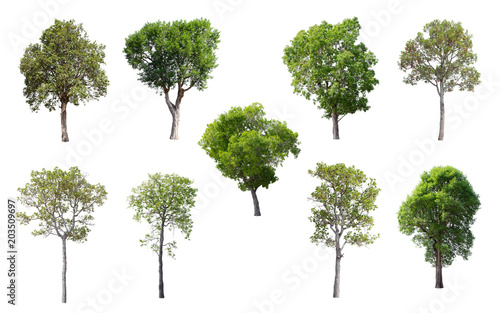 Isolated Trees on white background  Collection of trees.
