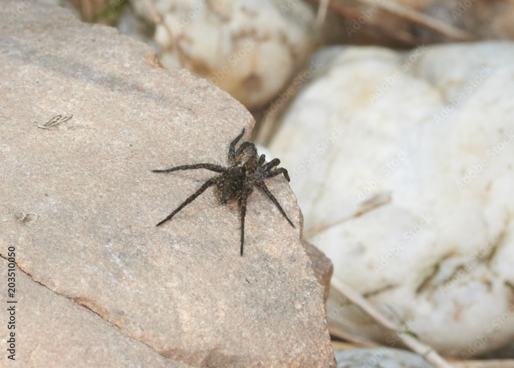 Hauswinkelspinne sonnt sich auf einem Stein Hauswinkelspinne sonnt sich auf einem Stein