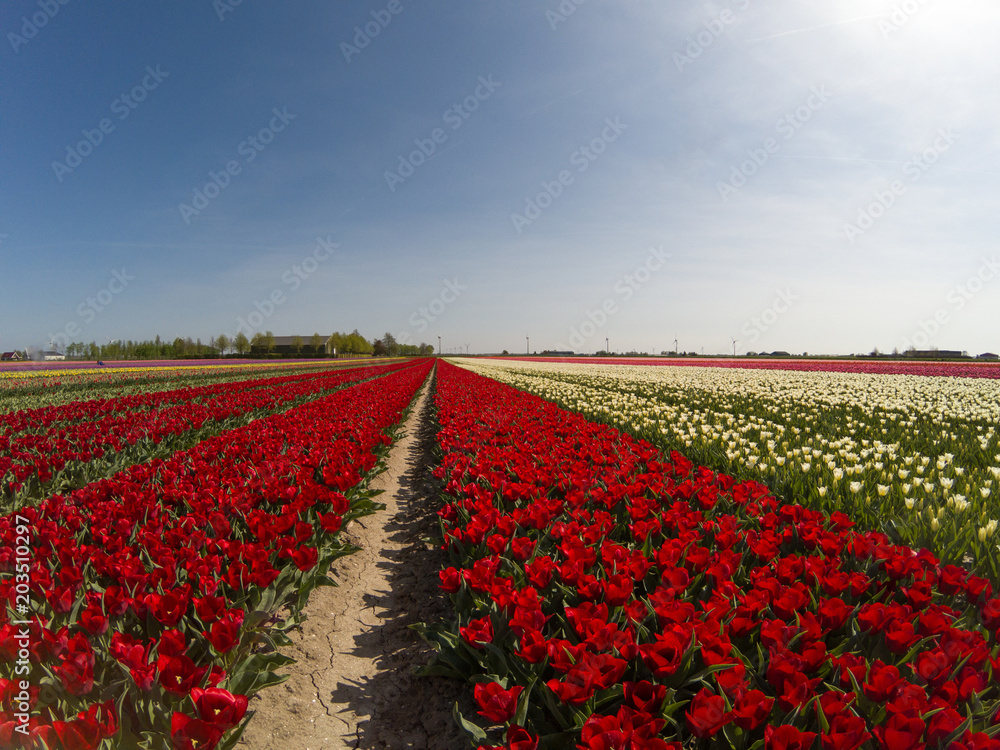 Red Tulip flower fields in Holland