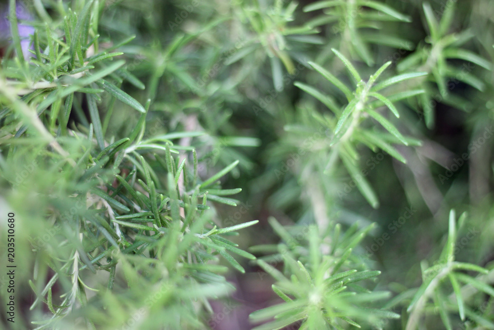 Rosemary herb branches with leaves close-up. Cooking food ingredient, raw flavoring plants Rosemary herb branches with leaves close-up. Cooking food ingredient, raw flavoring plants