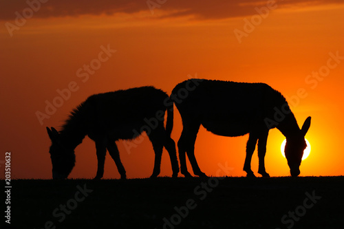 Silhouette of two donkeys on sunset