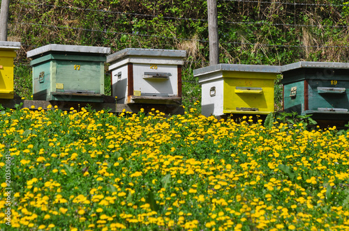 Colorful beehive on spring meadow with dandelions blooming. Bee Hives in apiary