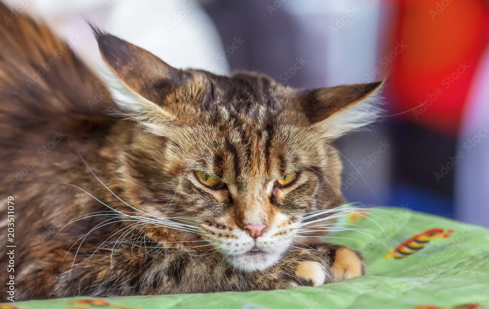 Naklejka premium Kitten Maine Coon breed tortoiseshell color.