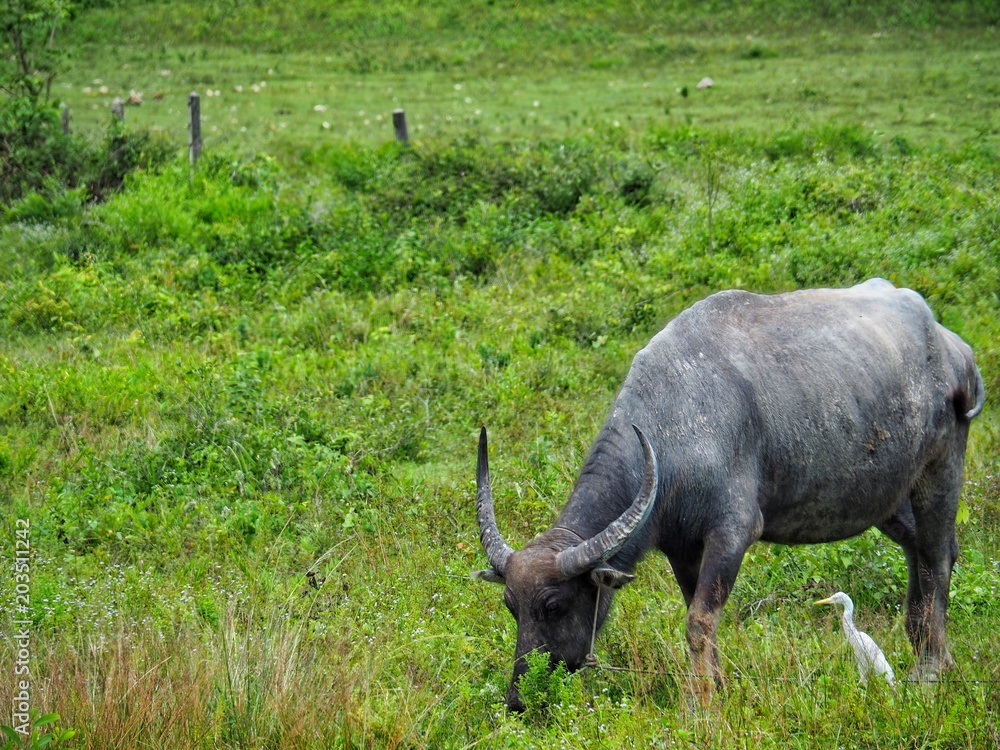 Fototapeta premium Buffalo feeds on pasture