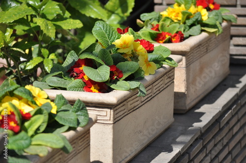 Mmulti-colored decorative primrose in ceramic rectangular flowerpots