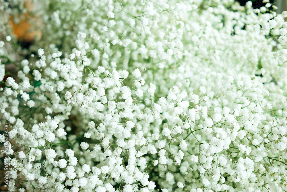 Baby's Breath dense white flowers close up Baby's Breath dense white flowers close up