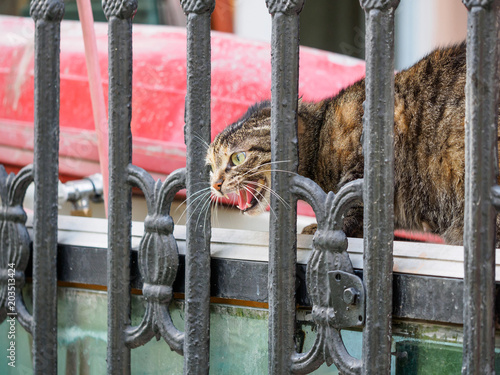 A ferocious, evil cat behind fencing. The cat looks maliciously, incredulously. An evil cat, hisses with an open mouth, shows teeth, looks very dangerous and angry. photo