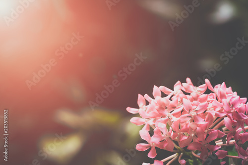Fototapeta Naklejka Na Ścianę i Meble -  Close up of pink ixora flowers blooming in the fresh green garden with sun flare effect. Flower nature wallpaper background concept.