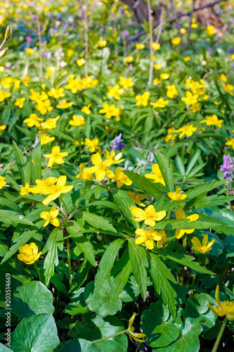 Wild forest yellow flowers with green leaves on a spring morning in a clearing in the forest.