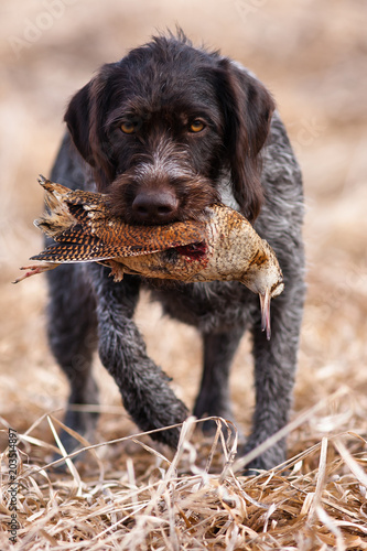 Konstfotografi hunting dog holding a woodcock