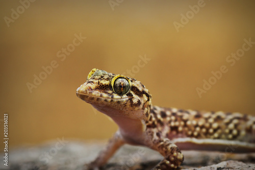 portrait of curious mediterranean house gecko