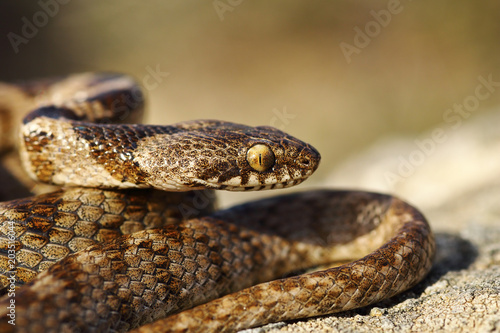 portrait of juvenile cat snake