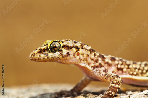 portrait of mediterranean house gecko