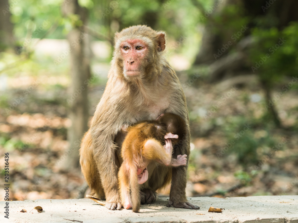 Fototapeta premium Macaque monkey mother holds her cute playing baby