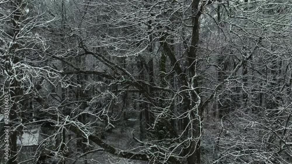 Pedestal aerial shot of a snowy tree, ascending to reveal snow topped woods