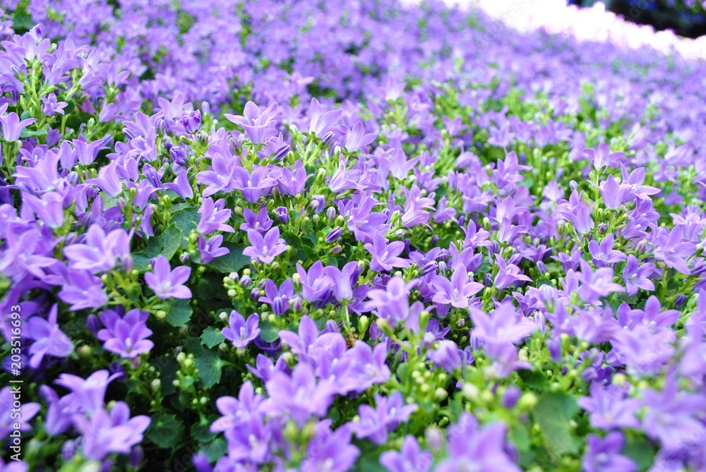 Dzwonki Campanula Dzwonki Campanula