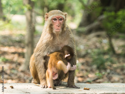 Macaque monkey mother holds her cute baby. Concept of motherhood  protection and harmony in nature