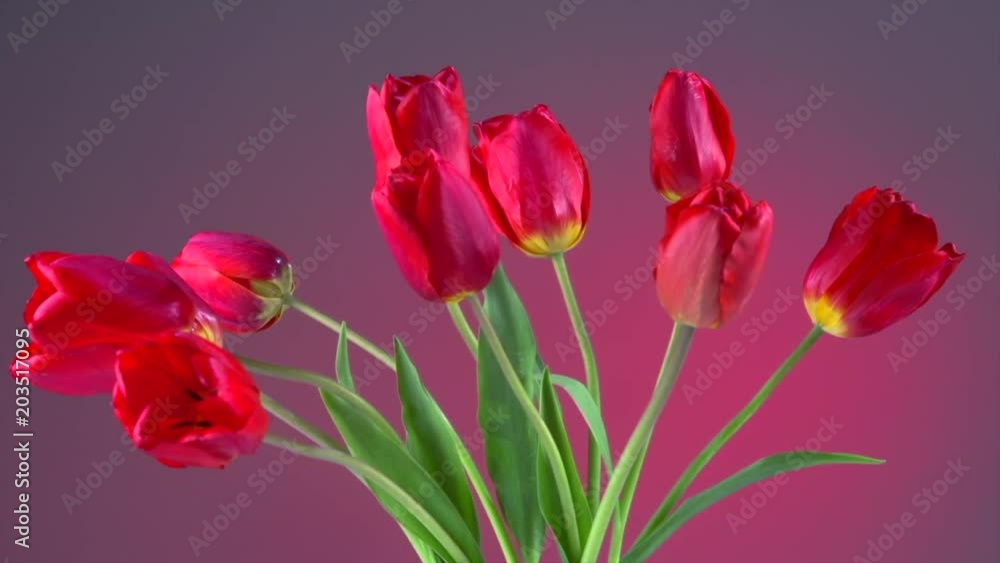 Tulips. Red tulip flowers blooming closeup over red background. Spring bouquet. Opening flowers time lapse. 4K UHD video 3840X2160 Tulips. Red tulip flowers blooming closeup over red background. Spring bouquet. Opening flowers time lapse. 4K UHD video 3840X2160