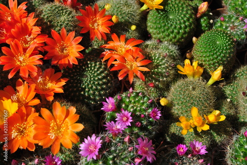 Kwitnące kaktusy photo