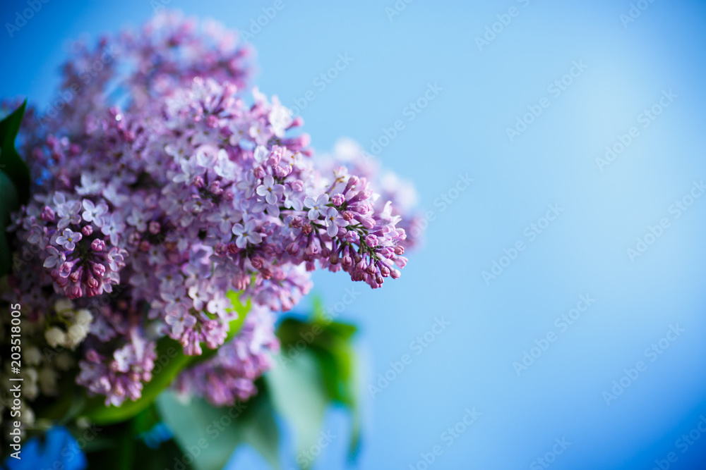 Obraz premium branch of blossoming spring lilac