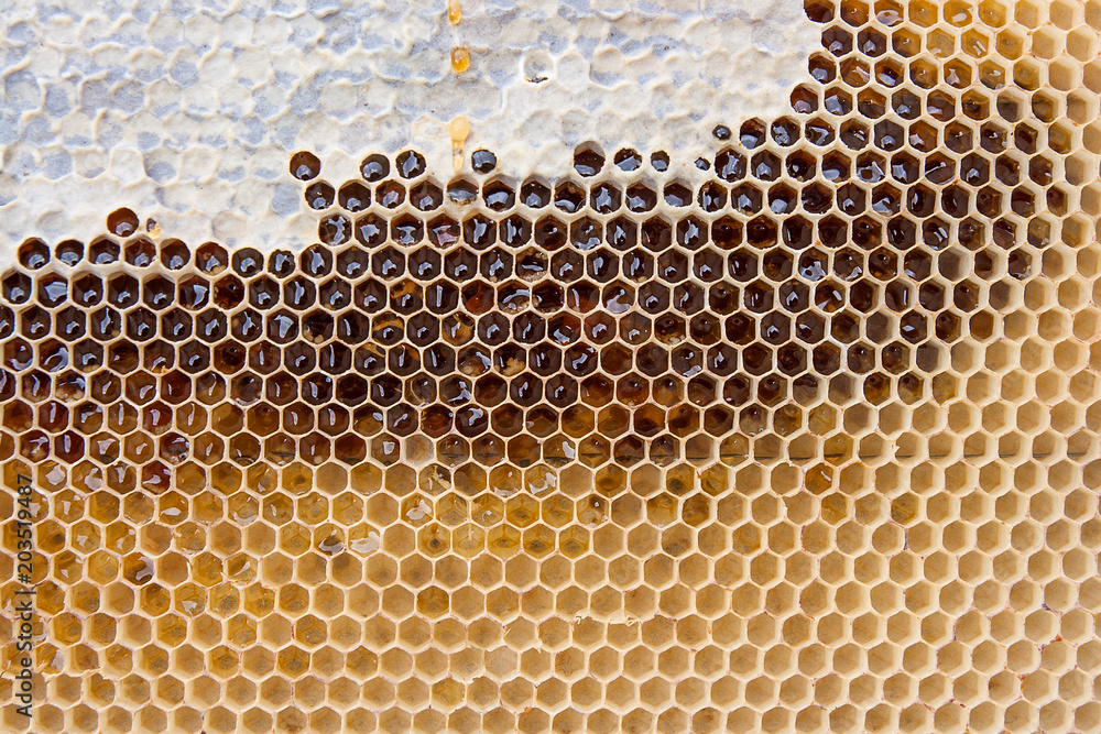 Close up view of honeycomb with honey as background.. Close up view of honeycomb with honey as background..