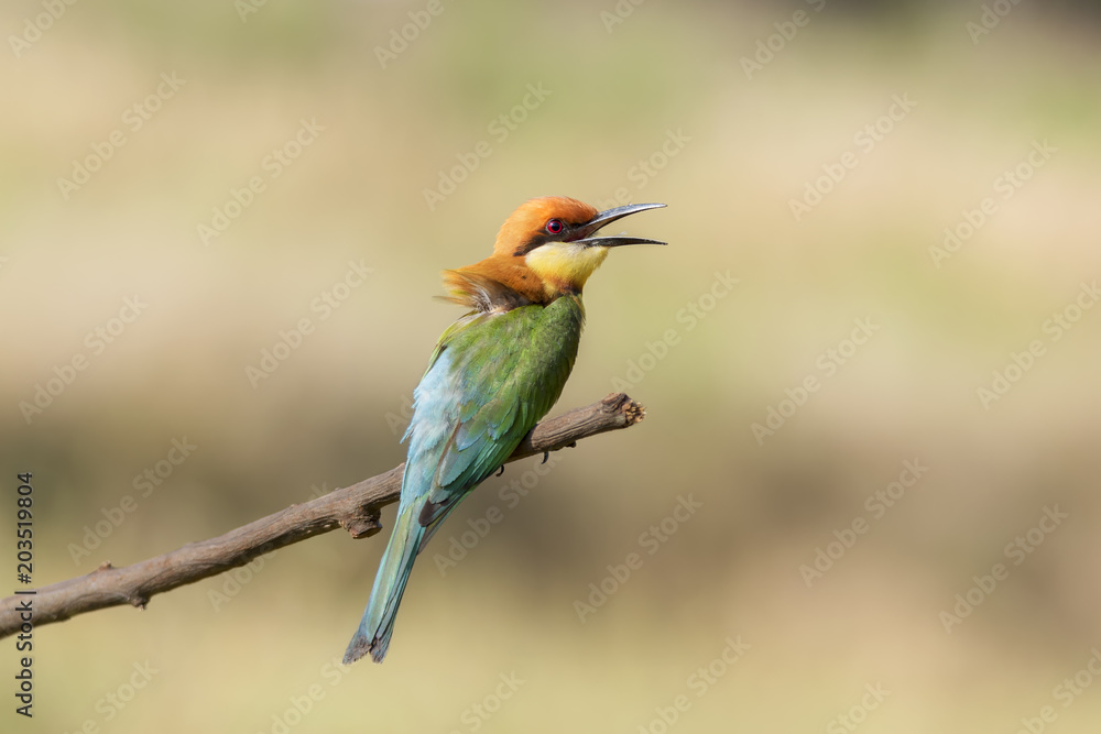 Chestnut-headed bee-eater or Merops leschenaulti perching on tree branch , Thailand