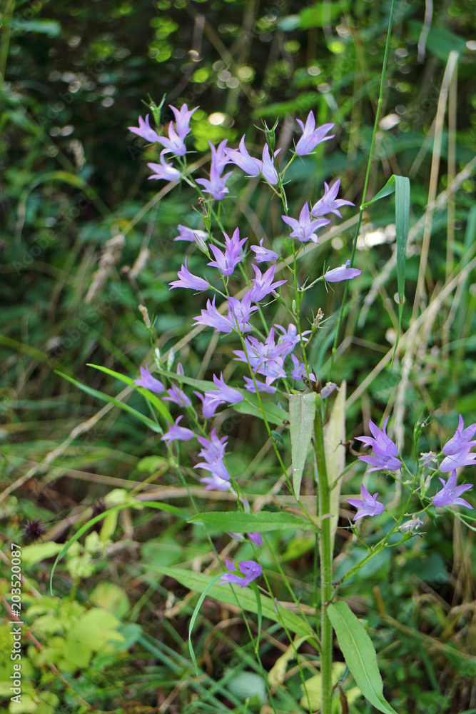 Wildblumen Wildblumen