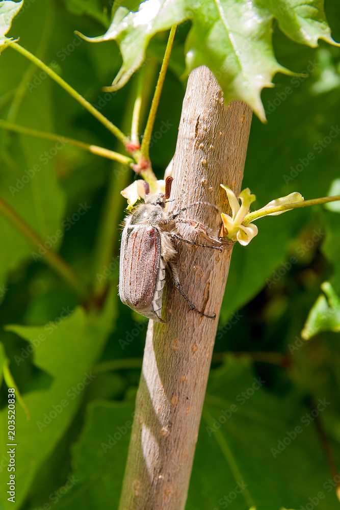 European beetle pest - common cockchafer (Melolontha) also known as a May bug or Doodlebug on maple tree branch.. European beetle pest - common cockchafer (Melolontha) also known as a May bug or Doodlebug on maple tree branch..
