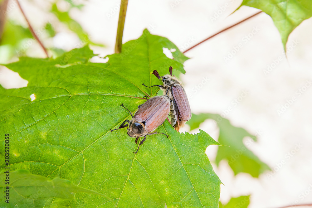 Fototapeta premium European beetle pest - common cockchafer (Melolontha) also known as a May bug or Doodlebug on maple tree branch..