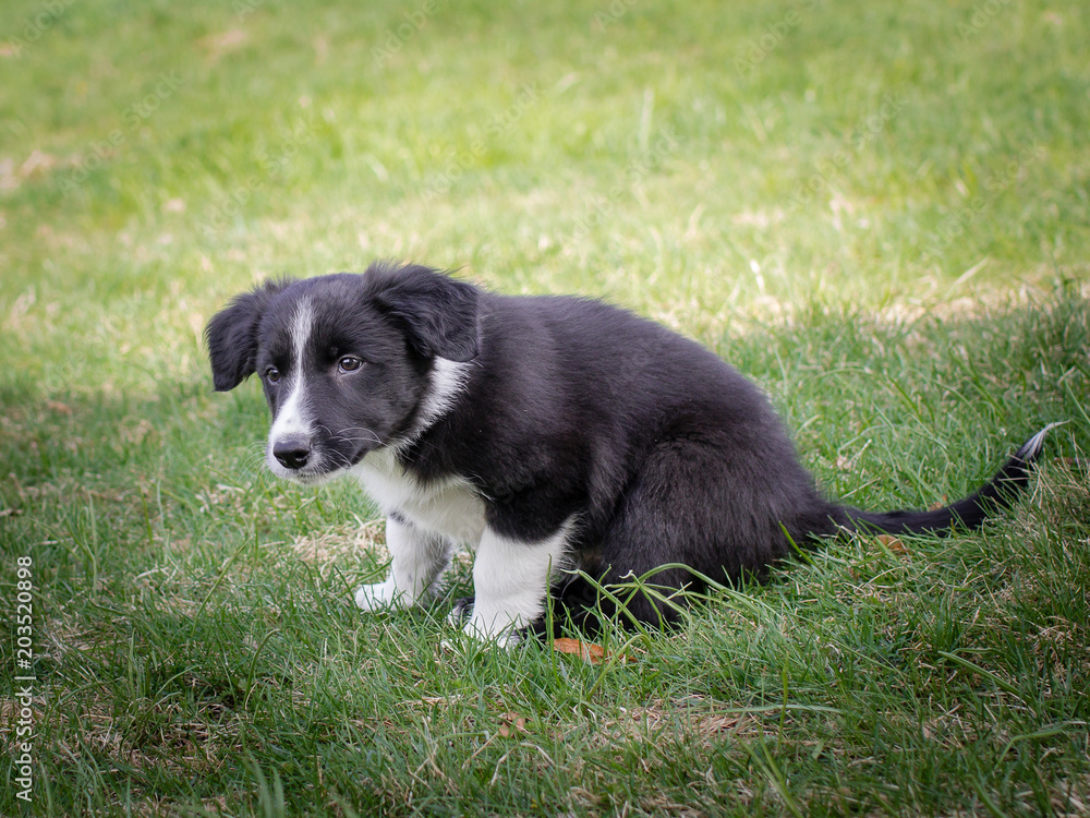 söt bordercollie valp istter utomhus i gröna gräset söt bordercollie valp istter utomhus i gröna gräset