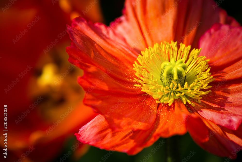 Closeup of a beautiful orange Poppy Flower Closeup of a beautiful orange Poppy Flower