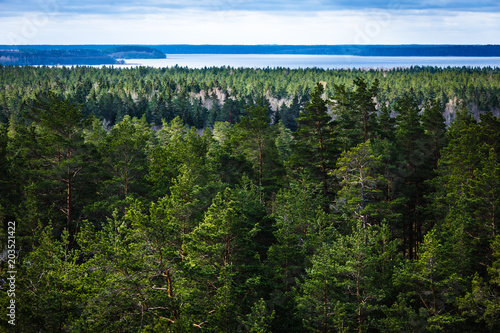 view from the top of a pine forest close-up, the sun shines on the tree-top; There is a large lake in the middle of the forest in the distance; forest landscape with lake; blue sky, blue lake waters a