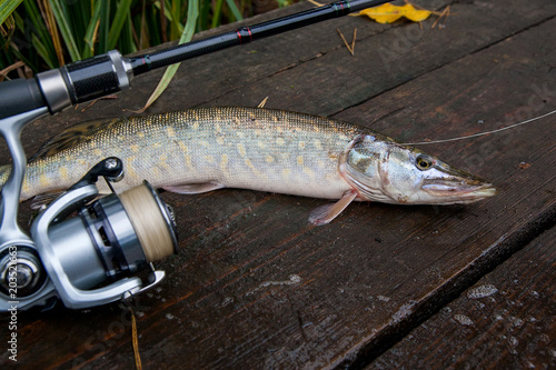 Freshwater pike and fishing equipment lies on wooden background..
