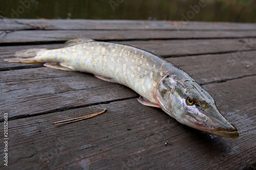 Freshwater pike fish on vintage wooden background.