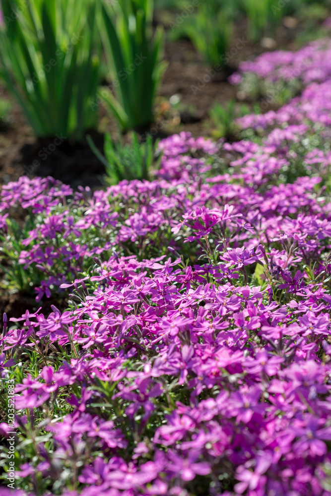 Flowers Phlox subulata bloom in the garden Flowers Phlox subulata bloom in the garden