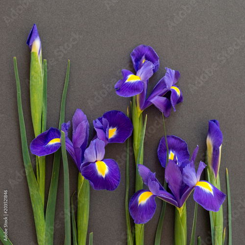 Fototapeta Naklejka Na Ścianę i Meble -  Flowers live blue irises lie on a dark paper, postcard
