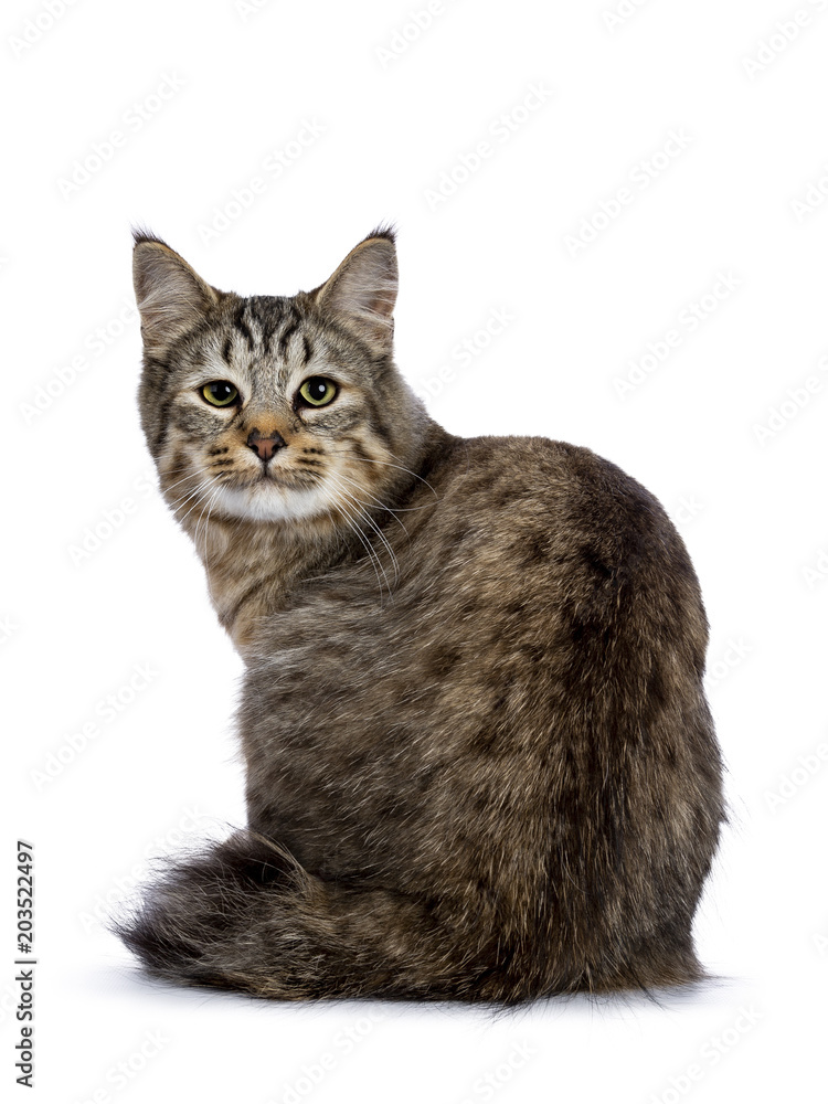 Pixie Bob cat kitten sitting backwards isolated on white background and looking curious over shoulder to lens Pixie Bob cat kitten sitting backwards isolated on white background and looking curious over shoulder to lens
