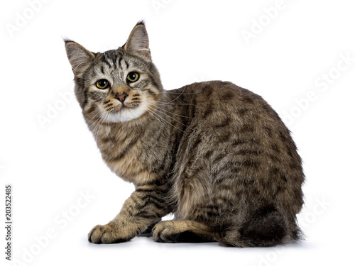 Pixie Bob cat kitten sitting side ways isolated on white background and looking very curious / naughty into lens