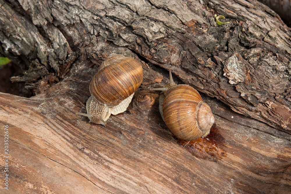 Two Burgundy snails (Helix, Roman snail, edible snail, escargot) crawling on the trunk of old aspen tree. . Two Burgundy snails (Helix, Roman snail, edible snail, escargot) crawling on the trunk of old aspen tree. .