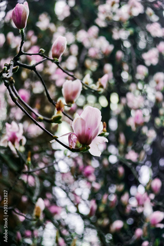Magnolia Sulange blooming on background of green park bokeh. Spring blossom concept