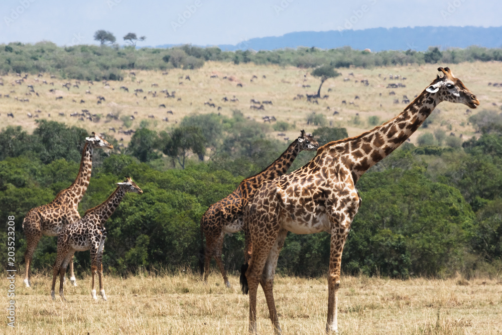 Obraz premium Herd of giraffes in the savannah close-up. Kenya, Africa