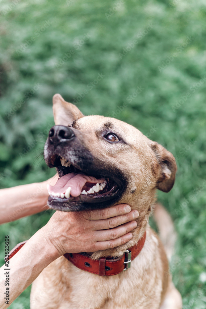 Happy dog portrait, female owner playing with dog and petting it, smiling mongrel canine outdoors close-up, animal adoption concept Happy dog portrait, female owner playing with dog and petting it, smiling mongrel canine outdoors close-up, animal adoption concept