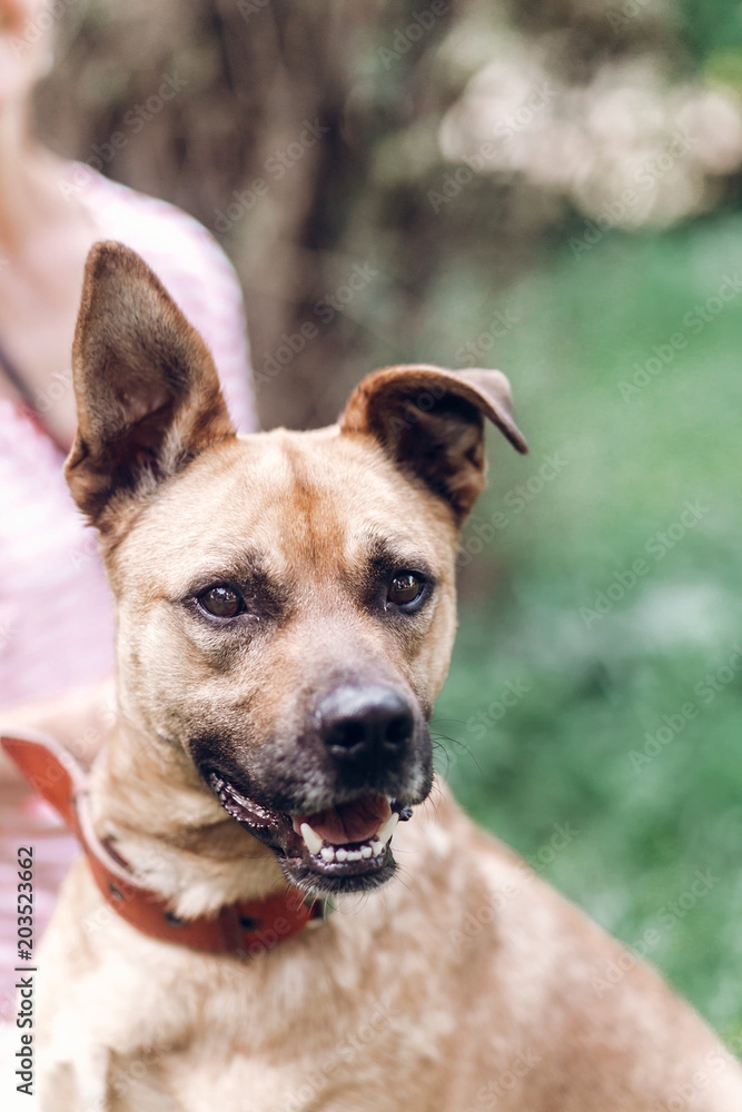 Female owner putting on leash on dog, cute brown dog smiling outdoors in a meadow, animal adoption concept Female owner putting on leash on dog, cute brown dog smiling outdoors in a meadow, animal adoption concept