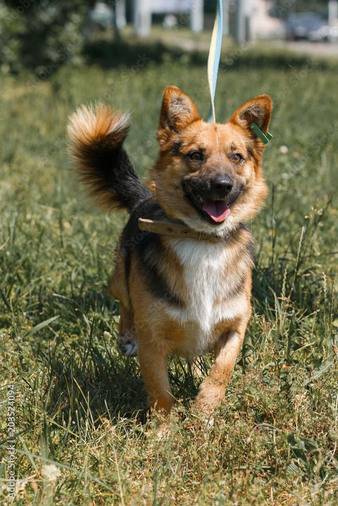 Cute german shepherd puppy smiling outdoors while on a walk in the park, happy brown dog - animal adoption concept Cute german shepherd puppy smiling outdoors while on a walk in the park, happy brown dog - animal adoption concept