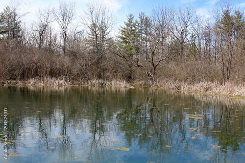 Forest trees reflect off the pond water.